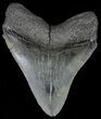 Serrated, Fossil Megalodon Tooth - South Carolina #70769-2